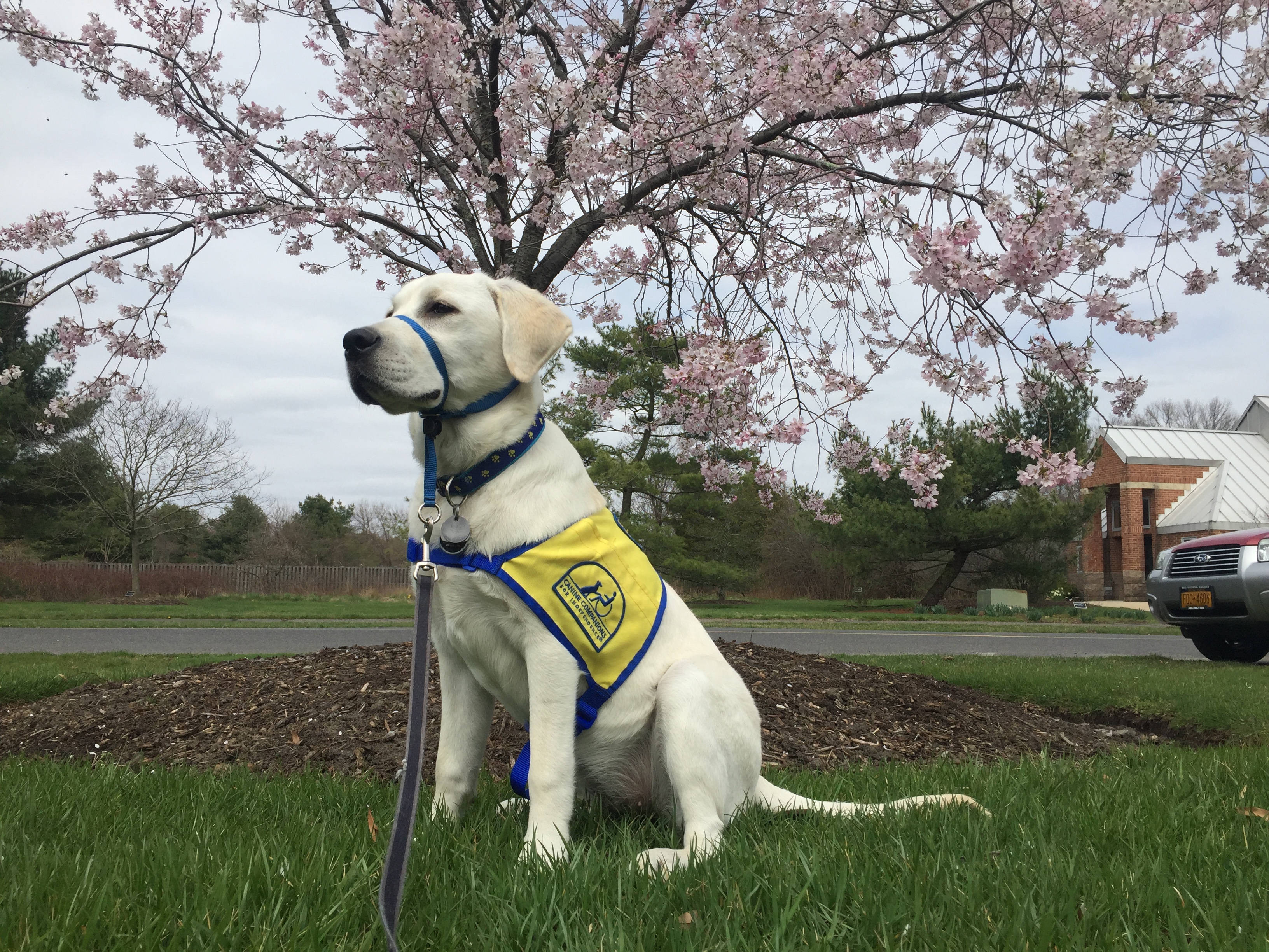 Treat, a golden retriever and yellow lab mix, is one of the puppies being trained in Canine Companions for Independence at Rowan University. -Photo courtesy of Nicole Puzio