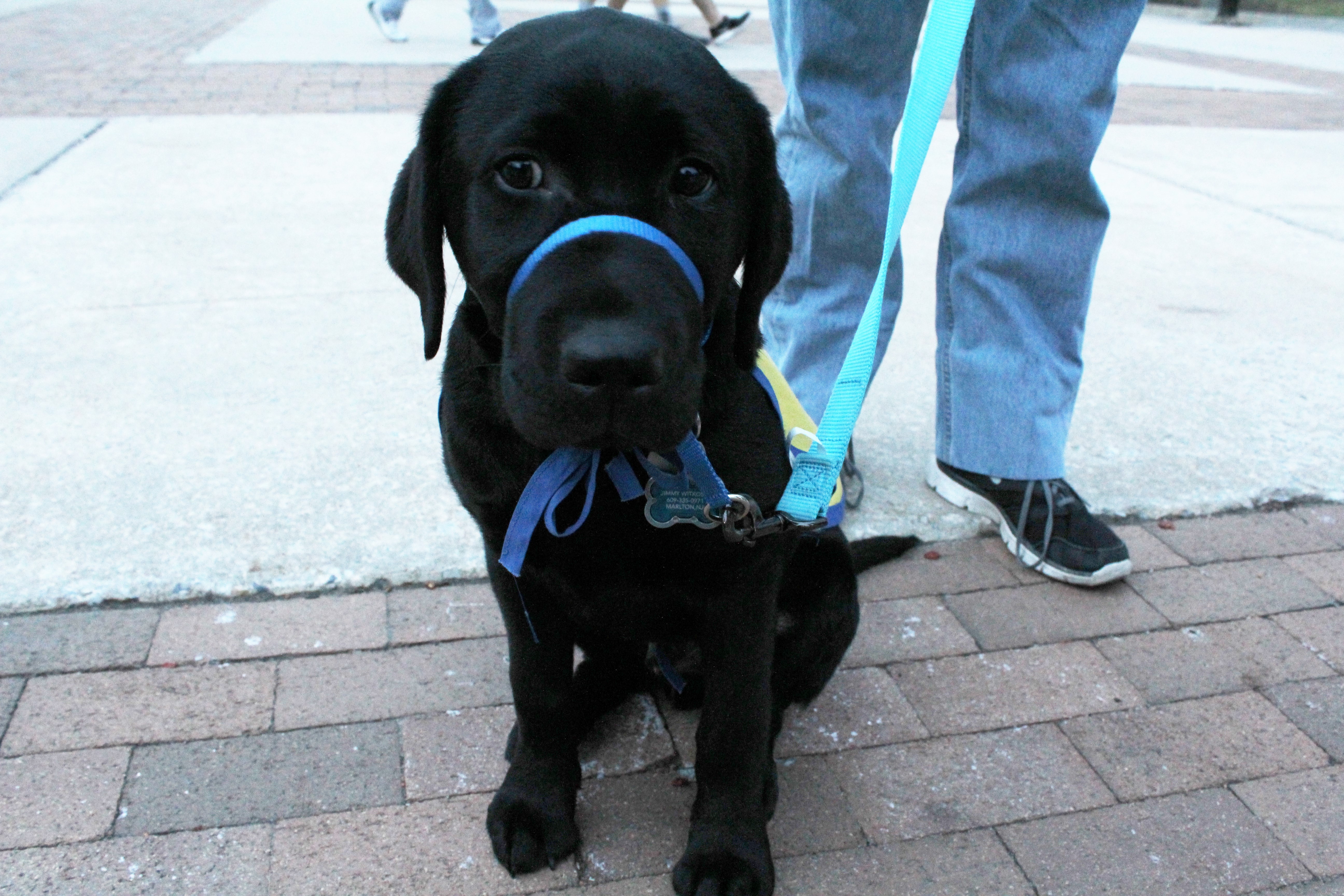 Augie, a black lab puppy being trained by Rowan University’s Canine Companions for Indepence club. -Photo Editor/Justin Fata