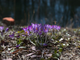 Spring is in the air and flowers are once again in bloom! Photo via multimedia editor/Alex Rossen