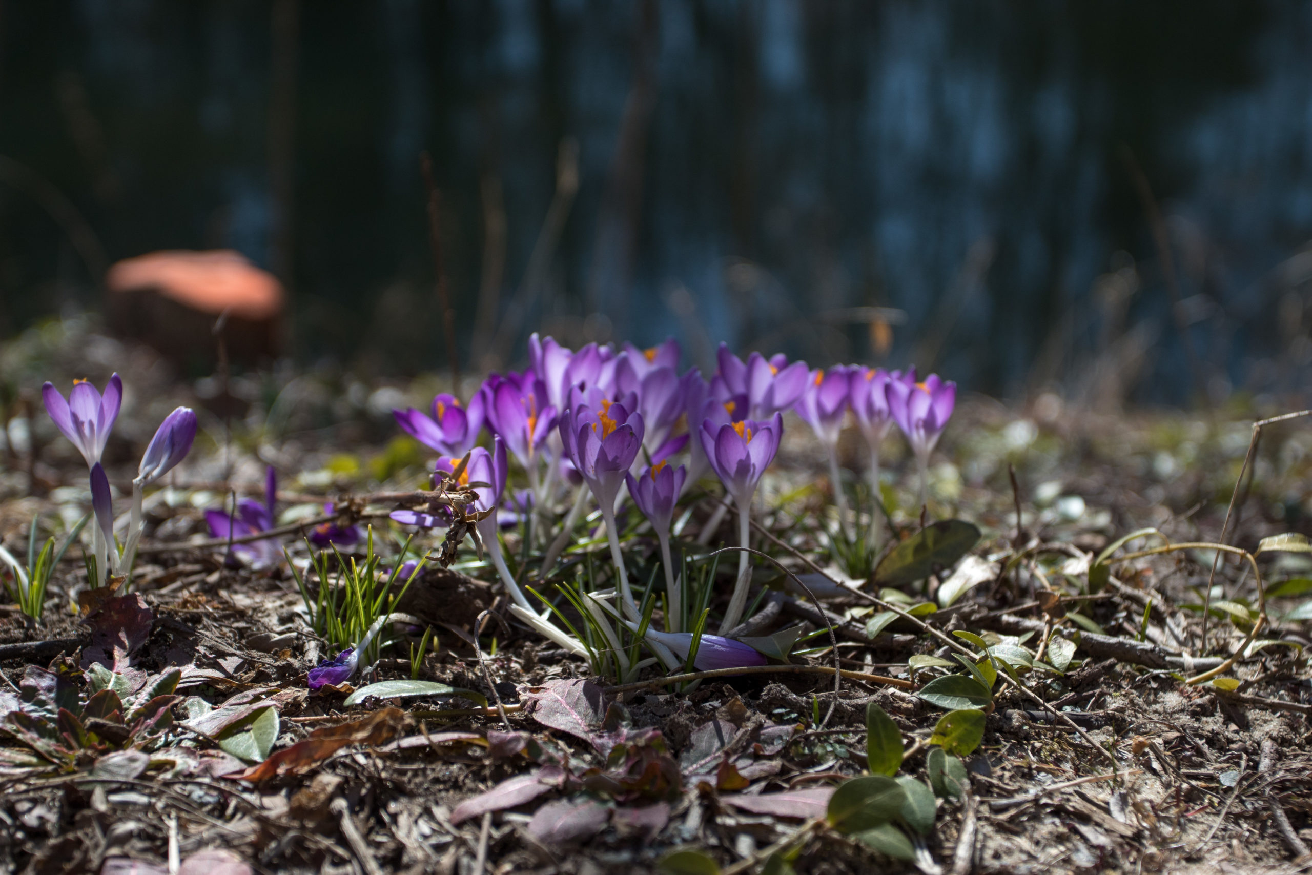 Spring is in the air and flowers are once again in bloom! Photo via multimedia editor/Alex Rossen